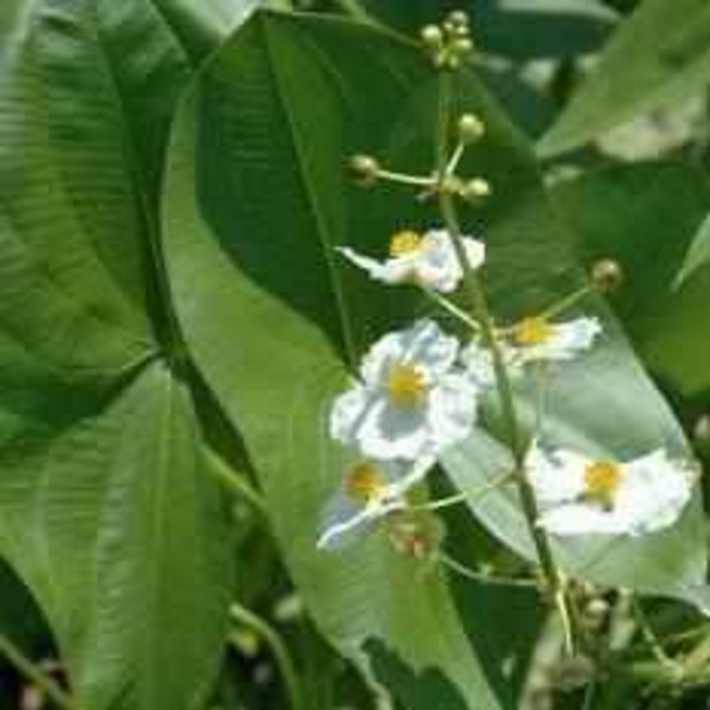Sagittaria latifolia - Arrowhead (Bare Root)