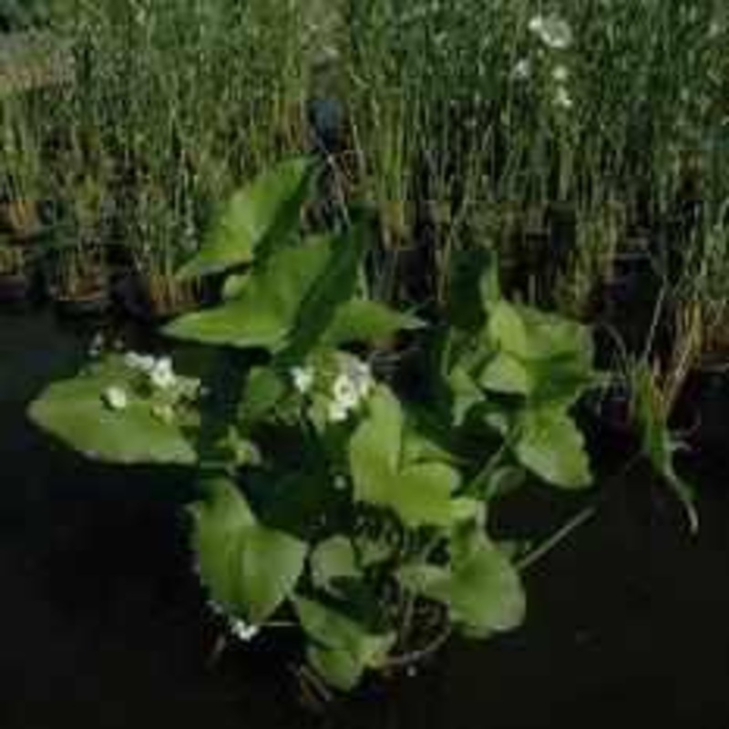 Sagittaria Latifolia 'BB' - Bloomin Baby Arrowhead (Bare Root)