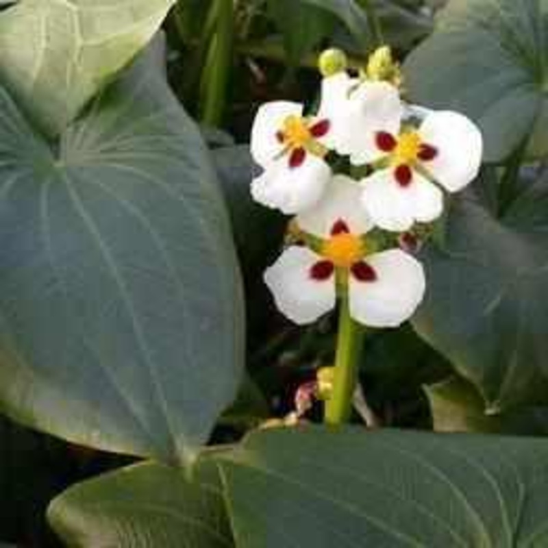 Sagittaria Montevidensis - Aztec Arrowhead (Bare Root)