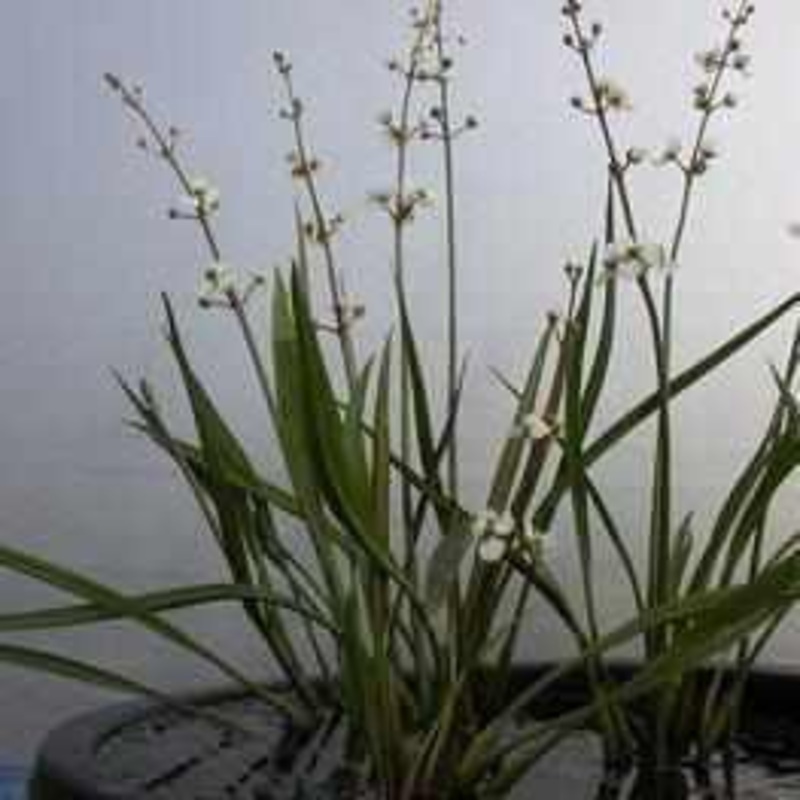 Sagittaria Spp. 'Rubrum' - Dwarf Red Stemmed Sagittaria (Bare Root)