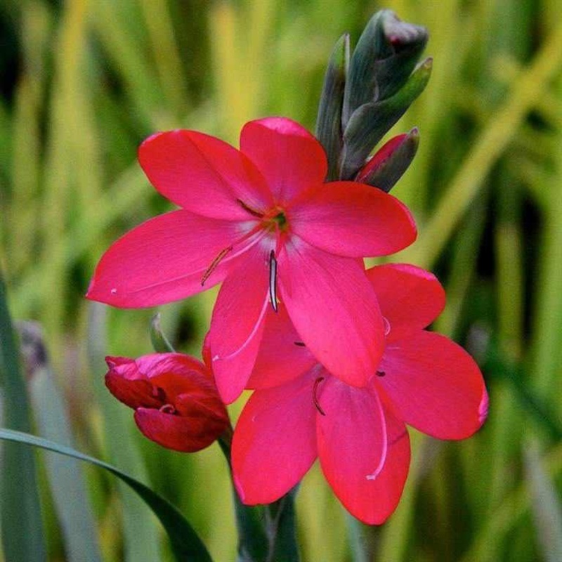 Schizostylis Coccinea 'Oregon Sunset' (Bare Root)