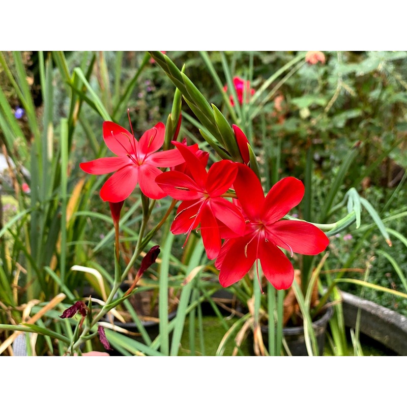 Schizostylis Hesperantha Coccinea 'Zeal Salmon' (Bare Root)