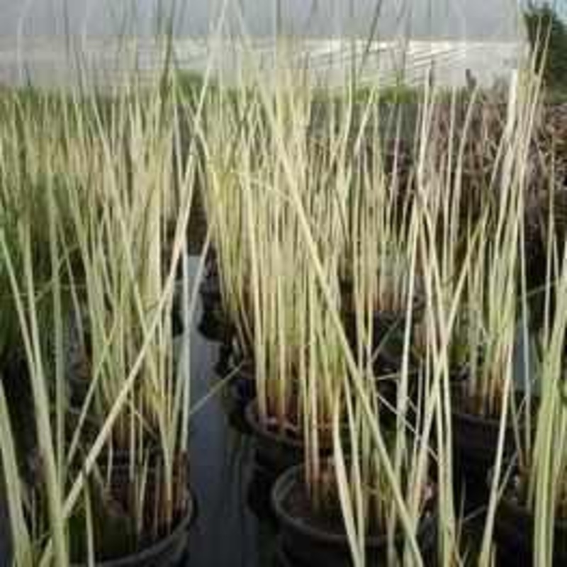 Scirpus 'Albescens' - White Rush (Bare Root)