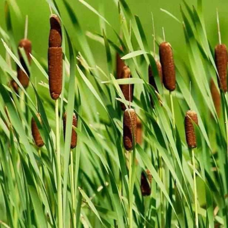 Typha Latifolia - Common Cattail (Bare Root)