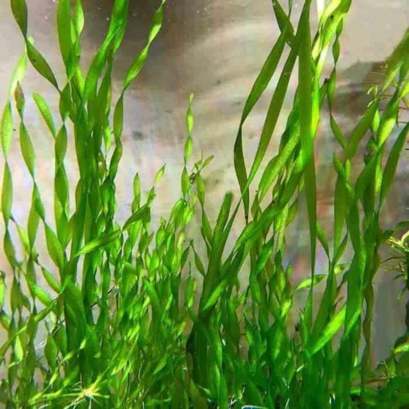 Vallisneria Americana - Corkscrew Vallisneria (Bare Root)