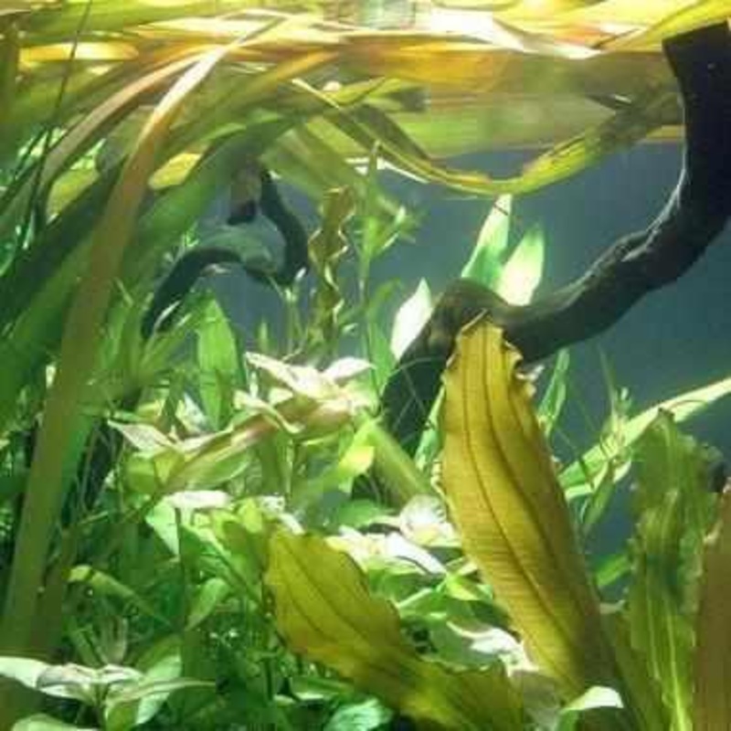 Vallisneria Gigantea - Giant Vallisneria (Bare Root)
