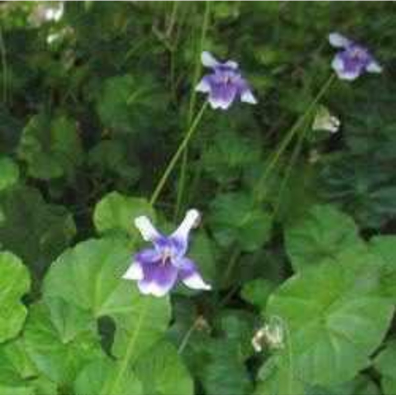 Viola Hederacea - Australian Jumping Violet (Bare Root)