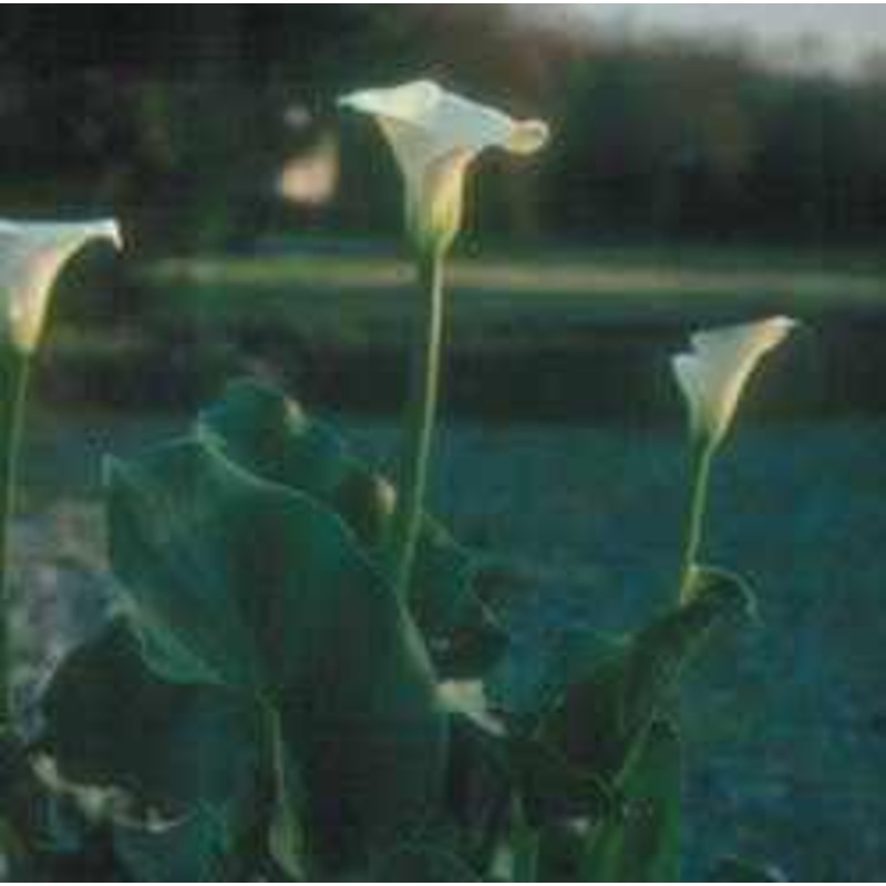 Zantedeshia Aethiopica 'Green Goddess' (Bare Root)