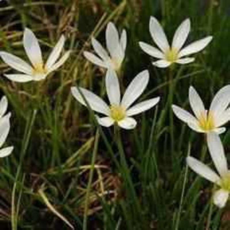 Zephyranthes Candida - White Fairy Lily (Bare Root)
