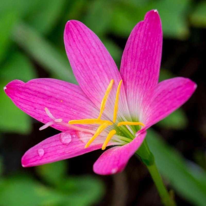 Zephyranthes Rosea - Pink Fairy Lily (Bare Root)