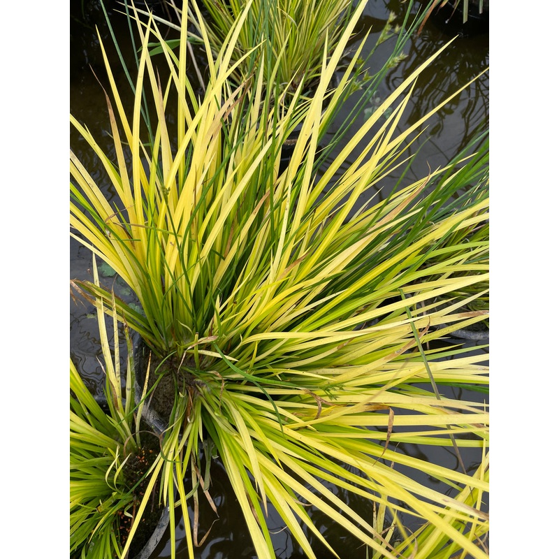 Acorus Gramineus 'Ogon' - Golden Japanese Sweet Flag (Bare Root)