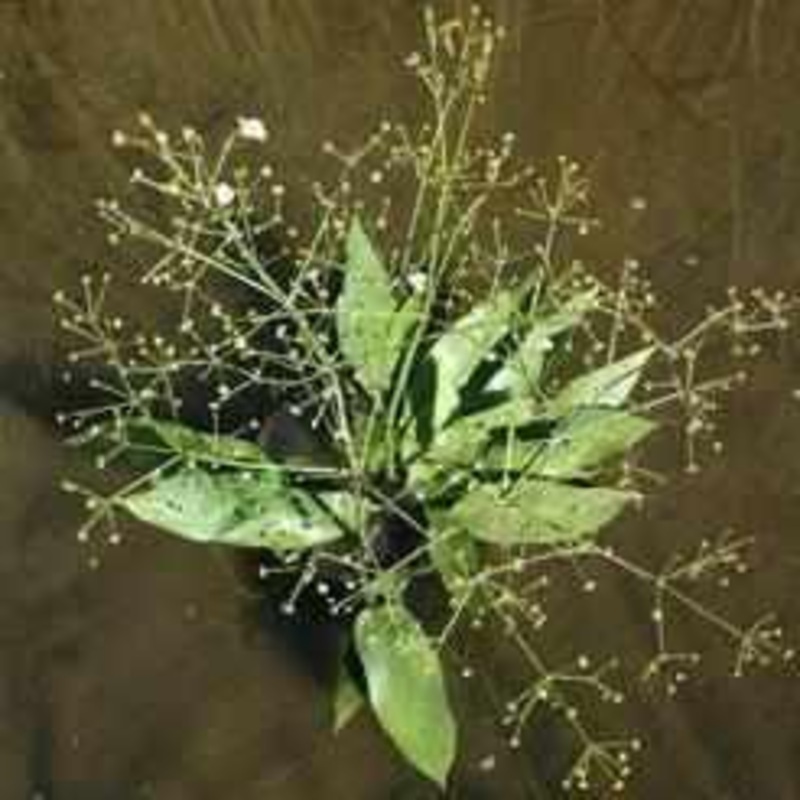 Alisma Plantago Aquatica - Water Plantain (Bare Root)