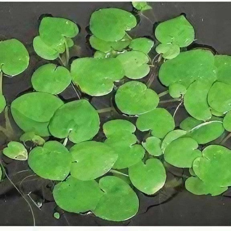 American Frogbit - Limnobium Spongia