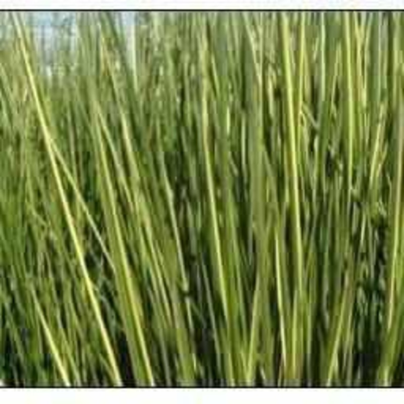 Baumea Rubiginosa 'Variegata' - Variegated Striped Rush (Bare Root)
