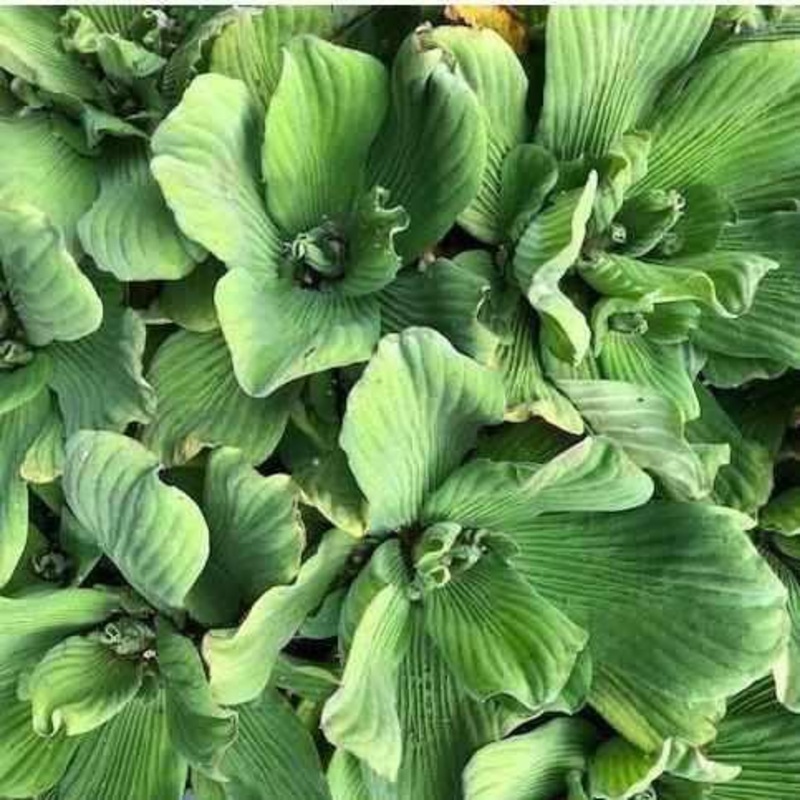 Blue Cloud Water Lettuce (FPBC Pistia)