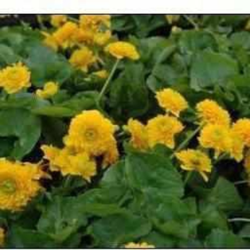 Caltha Palustris Plena - Double Flowering Marsh Marigold (Bare Root)