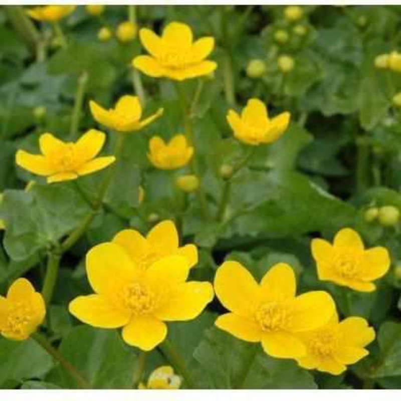 Caltha Polypetala - Giant Marsh Marigold (Bare Root)