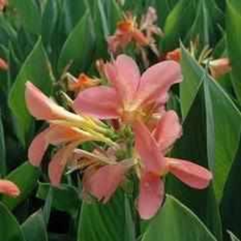Canna 'Freckle Face' (Bare Root)