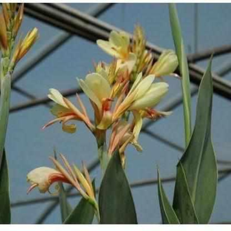 Canna 'Panache' (Bare Root)