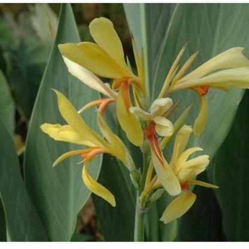 Canna 'Paton' Yellow Orange Center (Bare Root)