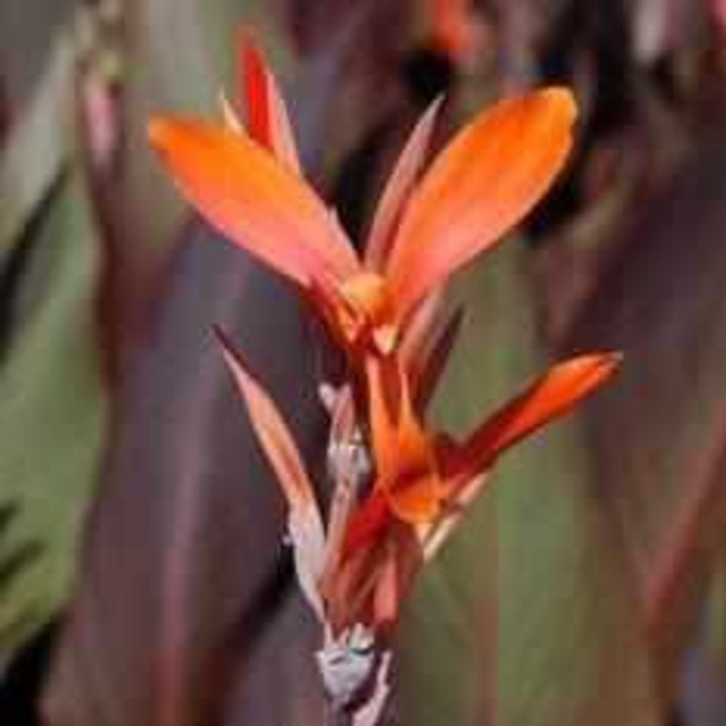 Canna 'Tony' - Orange (Bare Root)