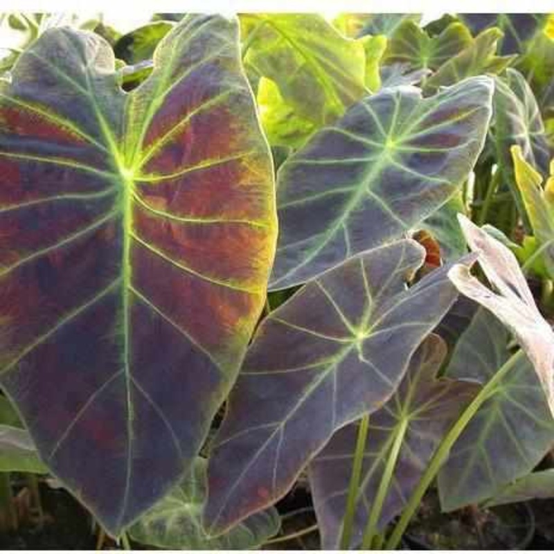 Colocasia Antiquorum 'Illustris' - Imperial Taro (Bare Root)