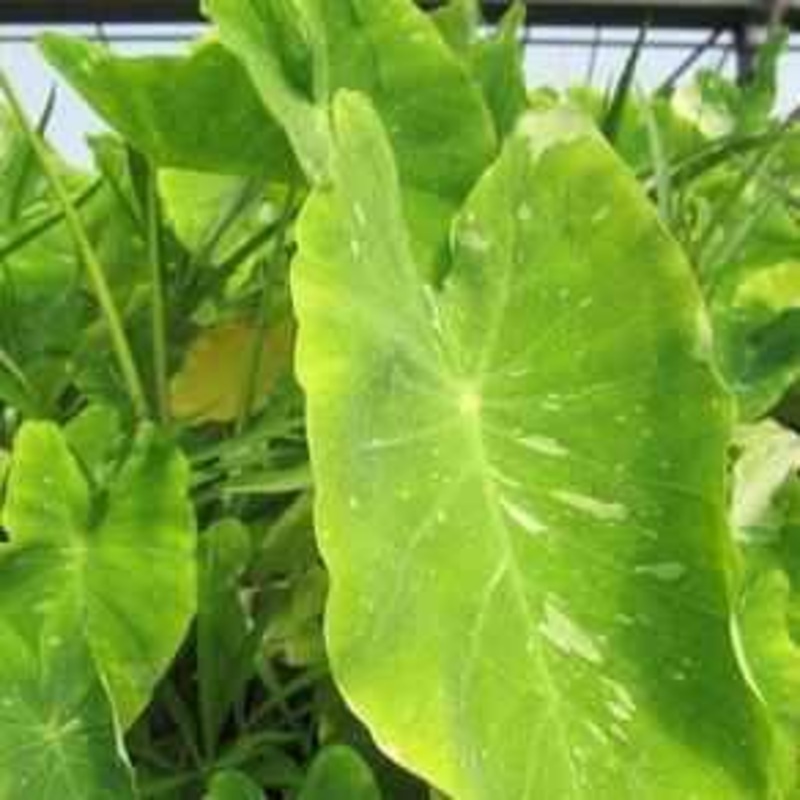 Colocasia Esculenta 'Elepaio' - Variegated Taro (Bare Root)