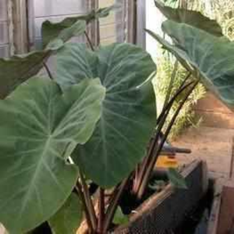 Colocasia Esculenta 'Fontanesia' - Black Stemmed Taro (Bare Root)