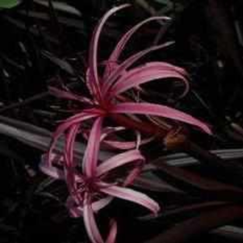 Crinum 'Menehune' - Red Leaf Bog Lily (Bare Root)