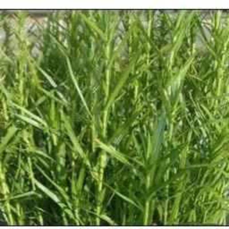 Dulichium Arundinaceum - Dwarf Bamboo (Bare Root)