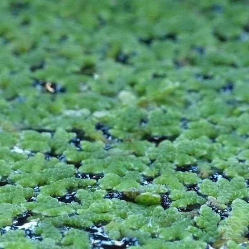 Fairy Moss - Azolla Caroliniana