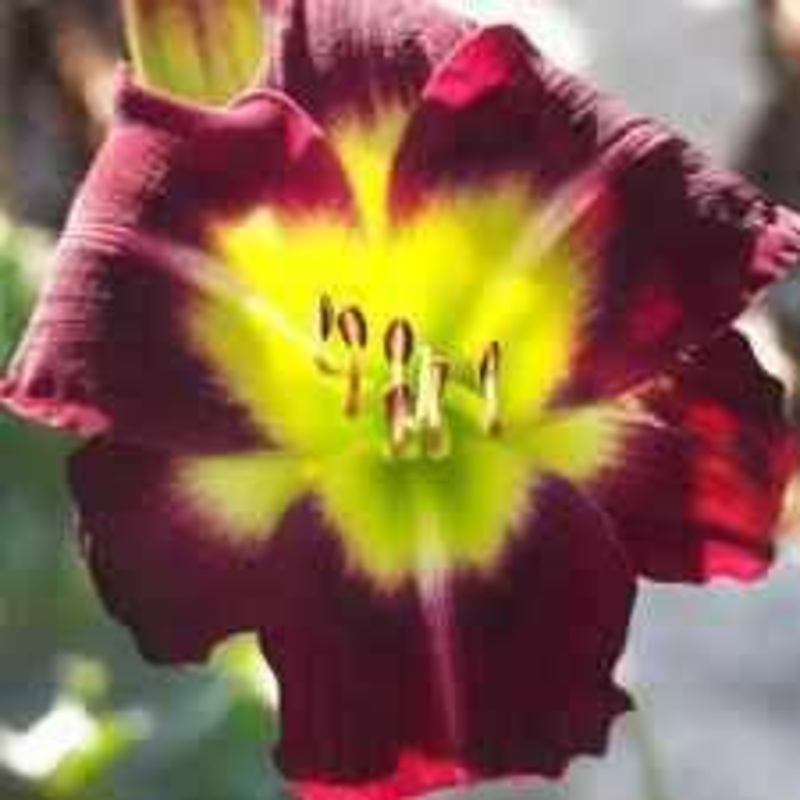 Hemerocallis 'Night Beacon' Daylily (Bare Root)