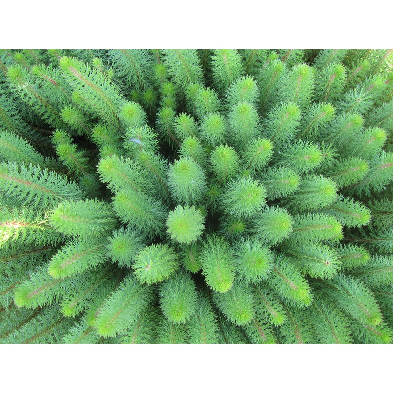 Hippuris Species - Feathery Mare's Tail (Bare Root)