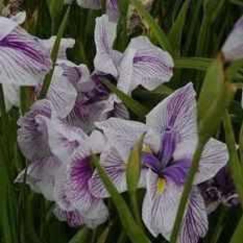 Iris Ensata 'Murakumo' (Bare Root)