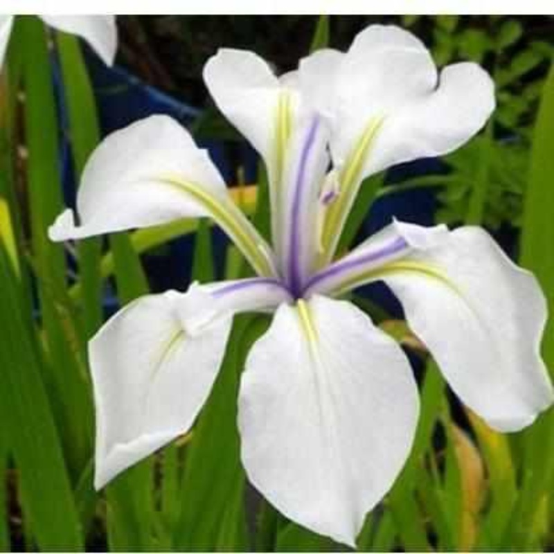 Iris Laevigata 'Snowdrift' (Bare Root)