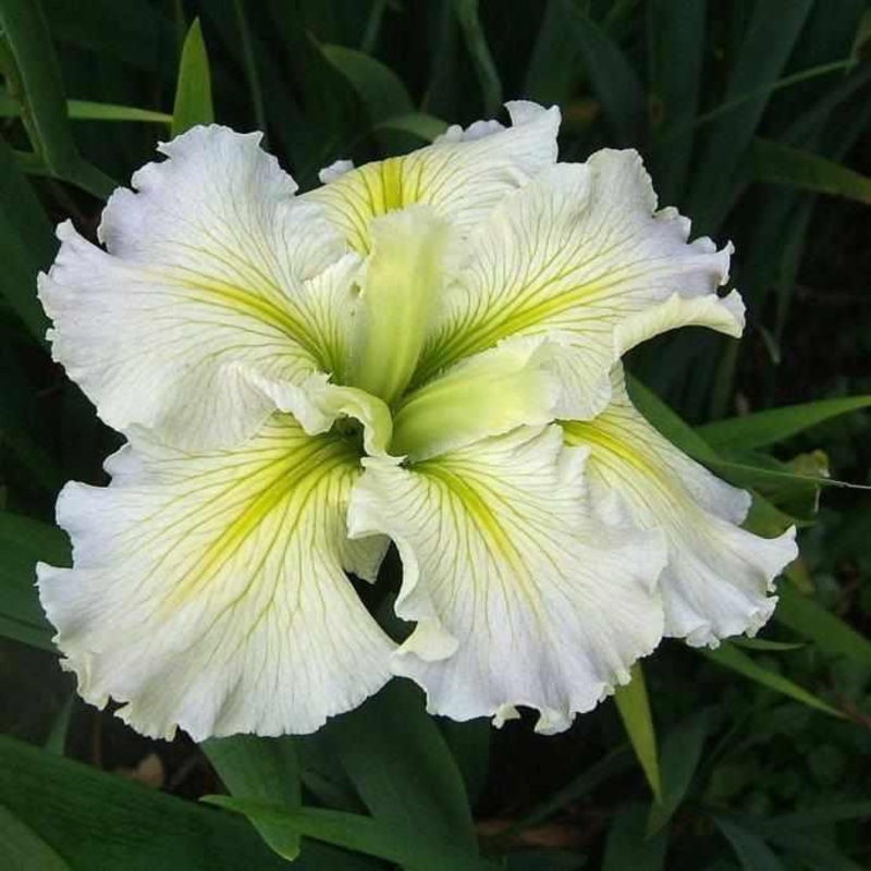 Iris Louisiana 'Acadian Miss' (Bare Root)