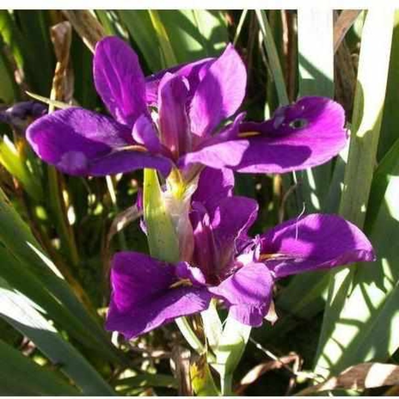 Iris Louisiana 'Black Gamecock' (Bare Root)