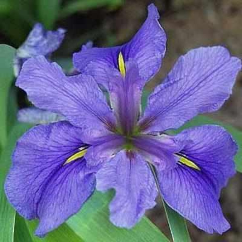 Iris Louisiana 'Clyde Redmond' (Bare Root)