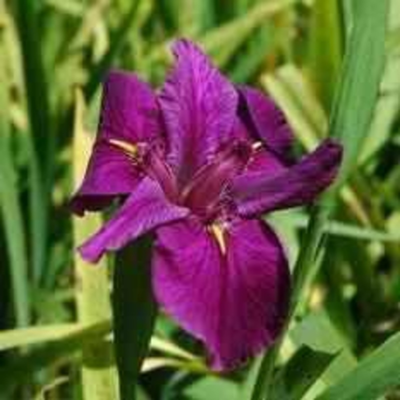 Iris Louisiana 'Knock Out' (Bare Root)