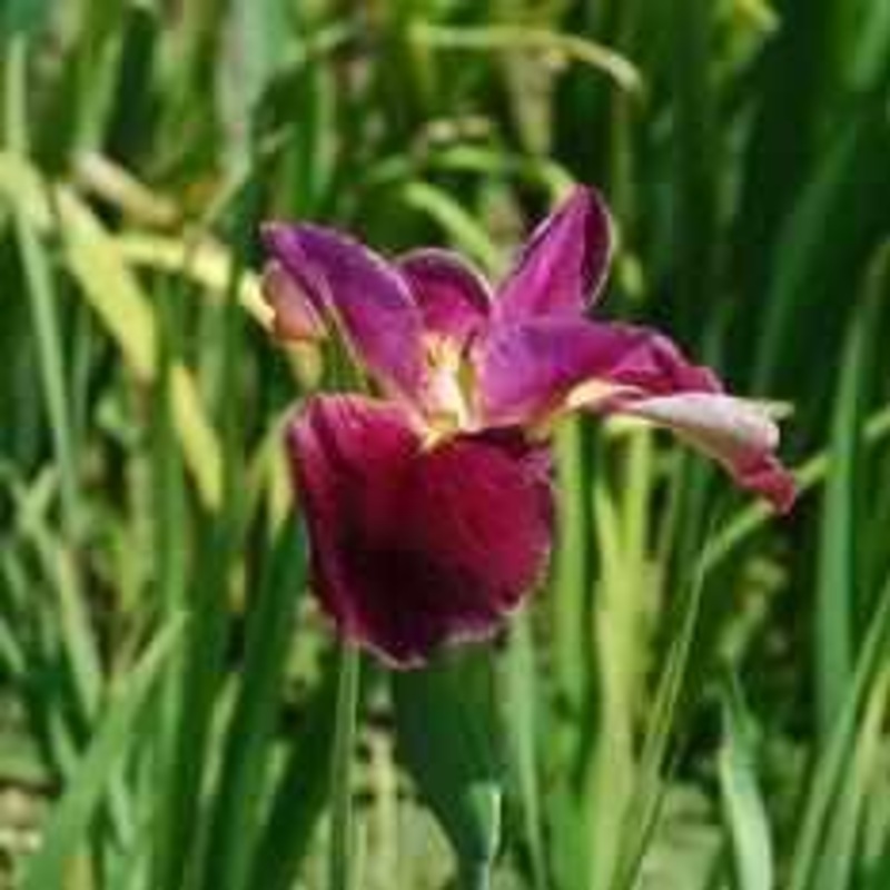 Iris Louisiana 'Mighty Rich' (Bare Root)