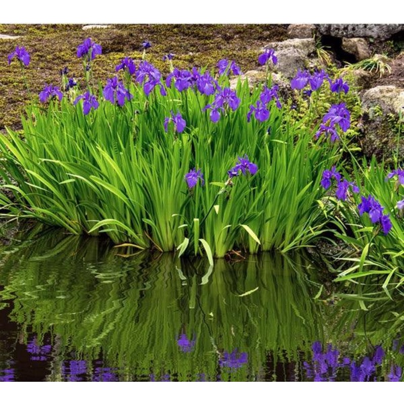 Iris Versicolor - Blue Flag Iris (Bare Root)
