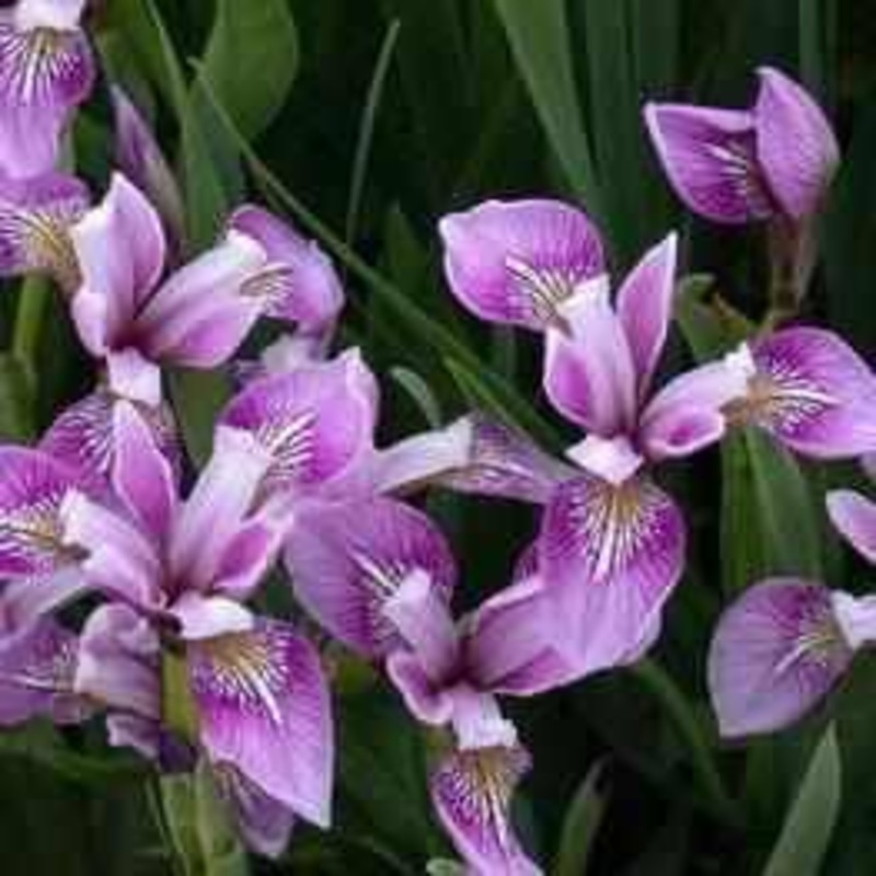 Iris Versicolor 'Deep Rose' (Bare Root)