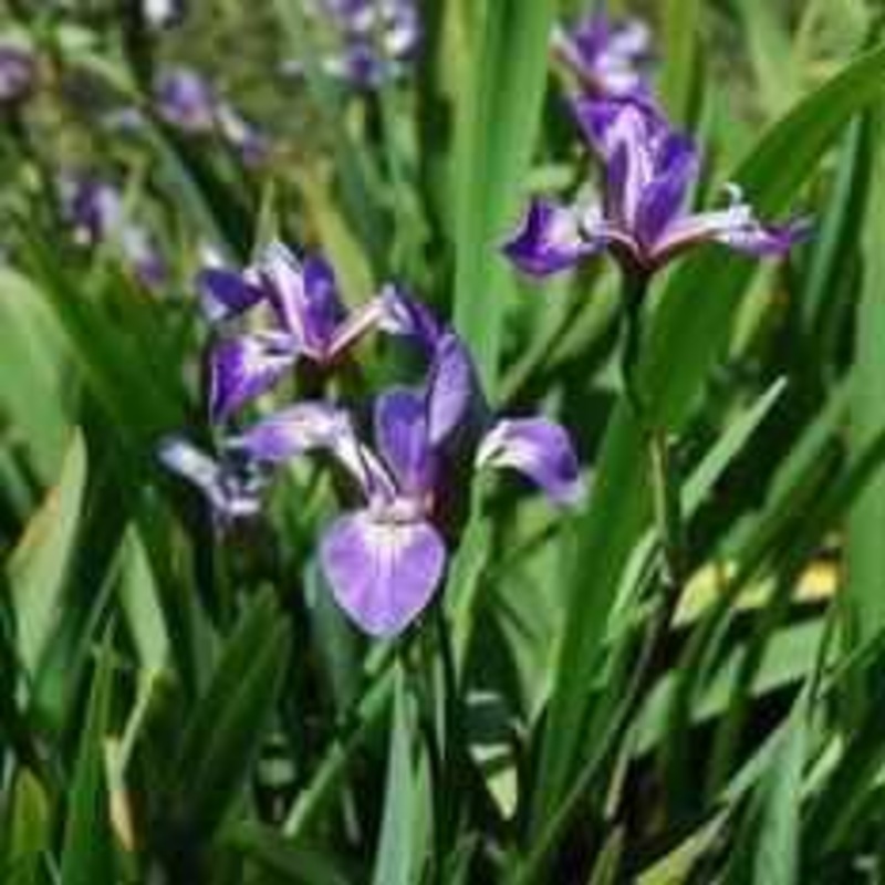 Iris Versicolor 'Mountain Brook' (Bare Root)