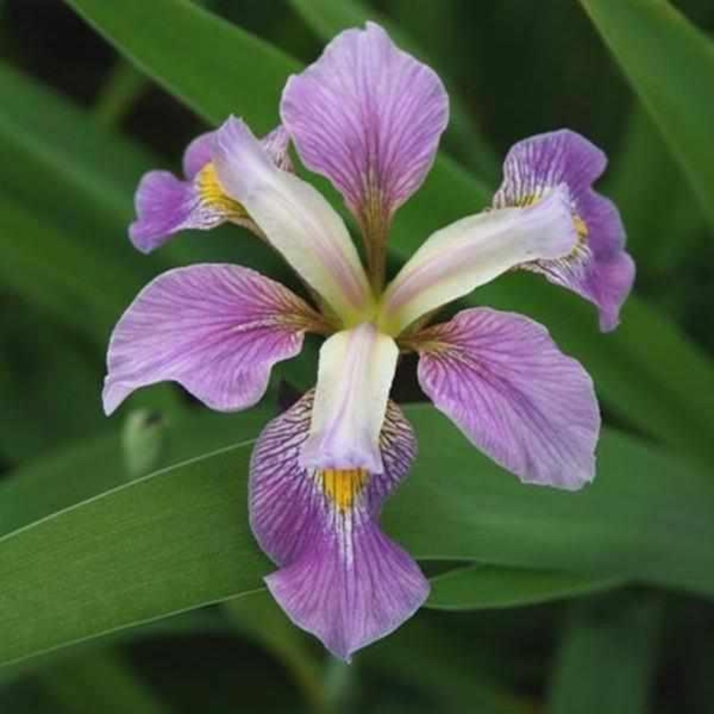 Iris Virginica 'Contraband Girl' (Bare Root)