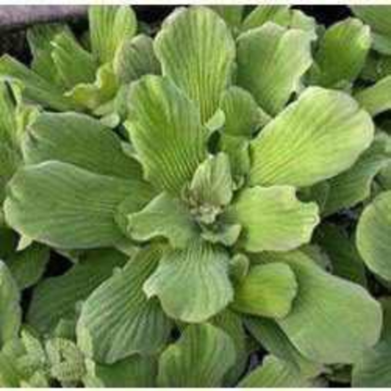 Jurassic Water Lettuce (Pistia Stratiotes)