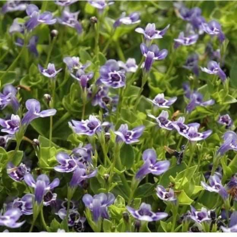 Lindernia Grandiflora - Blue Moneywort (Bare Root)