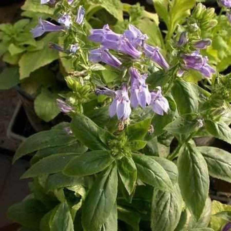 Lobelia Syphilitica 'Blue Lobelia' (Bare Root)