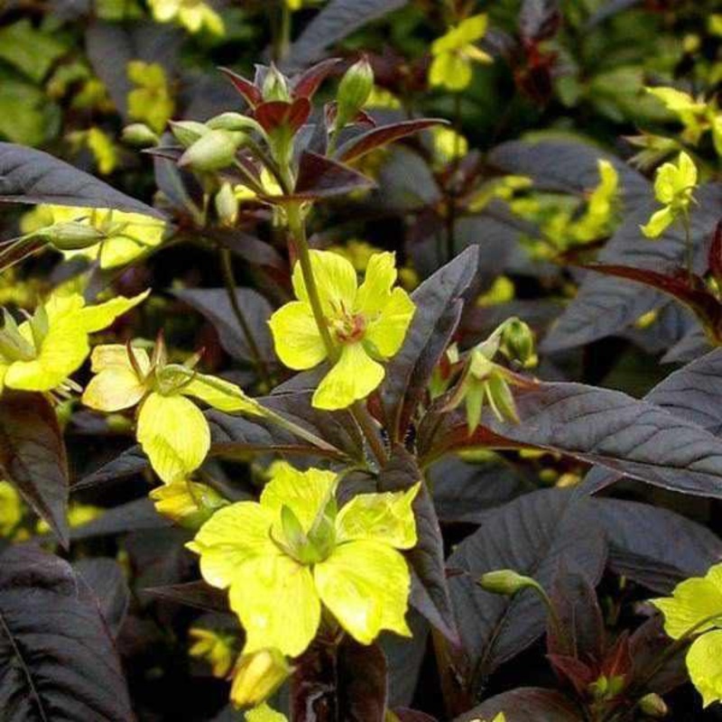Lysmachia 'Firecracker' (Bare Root)