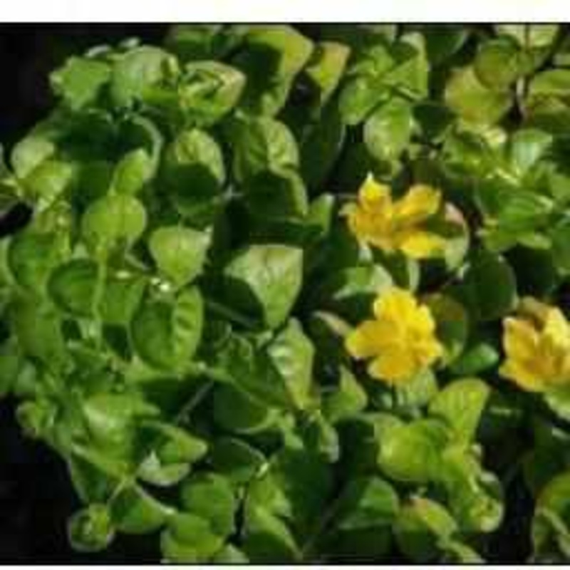 Lysmachia Nummilaria - Creeping Jenny (Bare Root)