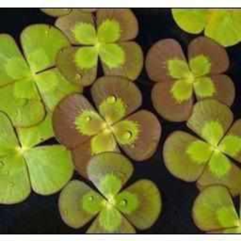 Marsilea Mutica  - Variegated Water Clover (Bare Root)